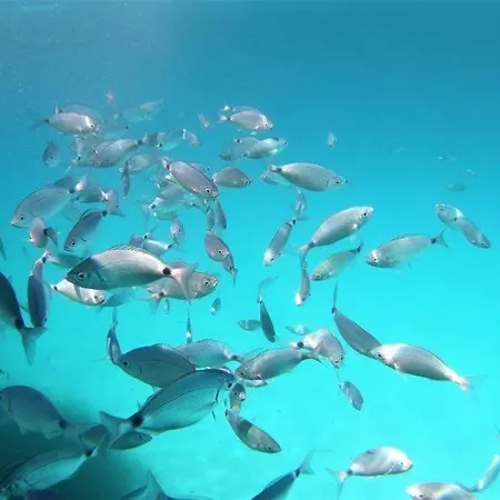 Casa Satta 1925 Gæstehus